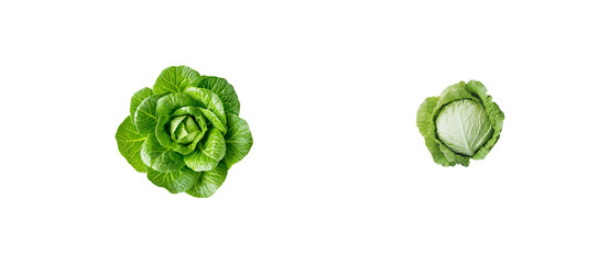 Fototapeta premium Crispy cabbage isolated on white background