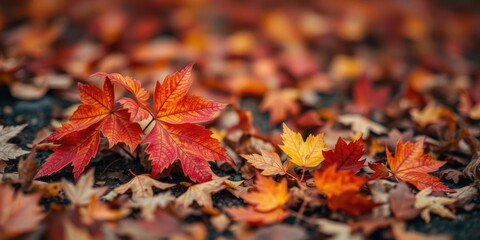 Vibrant autumn leaves in shades of red, orange, and yellow on the ground with soft focus background, October, lines