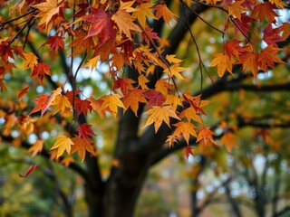 A serene image of colorful autumn leaves gently falling from a tree, tranquility, vibrant
