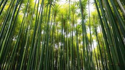 Fototapeta premium A dense, lush bamboo forest with tall green stalks reaching towards the sky, creating a peaceful and serene natural landscape, peaceful, dense