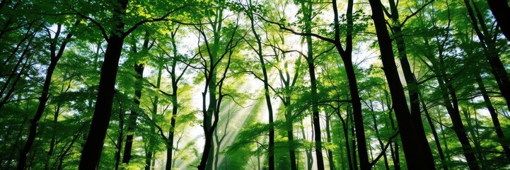 Fototapeta premium Lush green forest with tall trees and sunlight streaming through the leaves, creating a serene and peaceful atmosphere, sunlight, environment