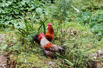 Fototapeta premium Roosters running free range near the hamlet of Surke,near Lukla on the route to the Base camp of Mera Peak,a 6476 meter high peak in the Khumbu Himalayas,Nepal