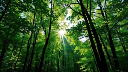 Naklejka premium A serene wallpaper featuring a lush green forest with sunlight filtering through the leaves, creating a tranquil natural setting, environment, peaceful