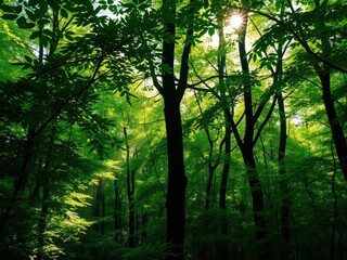 Naklejka premium Lush green forest with sunlight filtering through the leaves, creating a tranquil and soothing atmosphere, scenery, wooded area