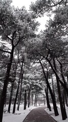 Fototapeta premium Snow-covered trees create a serene winter landscape, inviting tranquility and reflection.