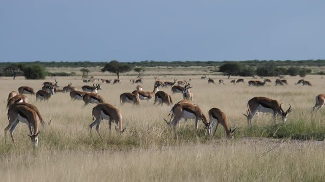 Herd of Springboks at the savannah of the Kalahari Desert in Botswana