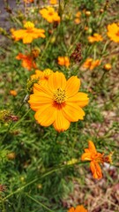 The beautiful yellow flowering plant originates from Mexico