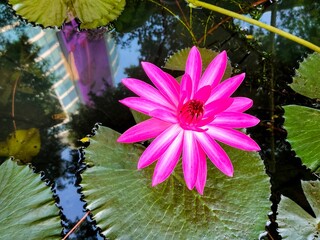 pink water lily