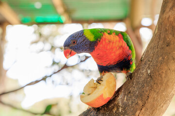 	オーストラリアに棲息するレインボーロリキート