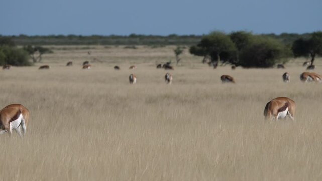 Herd of Springboks at the savannah of the Kalahari Desert in Botswana