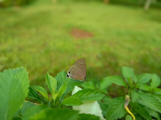 A close-up shot of a small brown butterfly perched on vibrant green leaves, with a blurred natural background. The image captures fine details of the butterfly and its delicate antennae