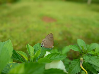 A close-up shot of a small brown butterfly perched on vibrant green leaves, with a blurred natural background. The image captures fine details of the butterfly and its delicate antennae