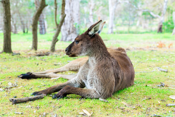 寝そべってリラックスするカンガルー