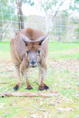 オーストラリアのカンガルー　縦写真