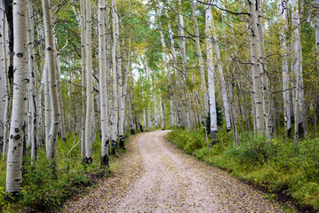 aspen path