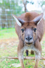 オーストラリアのカンガルー　縦写真