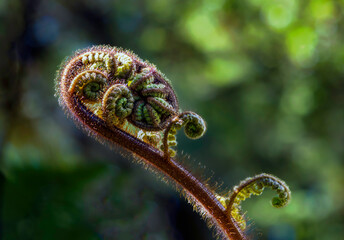 fern in the rainforest of New Zealand