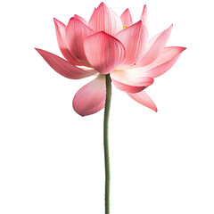 Fototapeta premium A pink lotus flower isolated on a transparent background