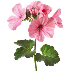 A pink geranium isolated on a transparent background