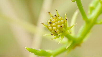 detail of fruit seed of cleavers, clivers, catchweed or sticky willy (Galium aparine)