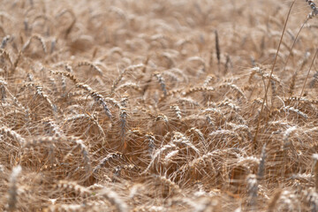 Naklejka premium Barley ear spikelet. Farming crop field. Wheat flied at rural countryside. Agricultural crop countryside field. Agrobusiness. Ripe wheat harvest. Agriculture and farming. Barley health benefits