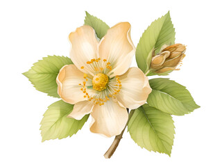 Obraz premium Hazel Watercolor Flower Nature Art