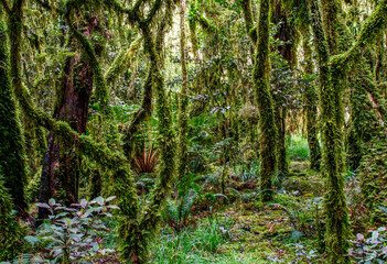 tree in the rain forest of new zealand