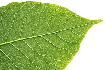 Obraz premium Vibrant Green Leaf Macro Photography