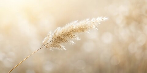 A single blade of soft, feathery grass stands out against a backdrop of muted, out-of-focus golden hues.