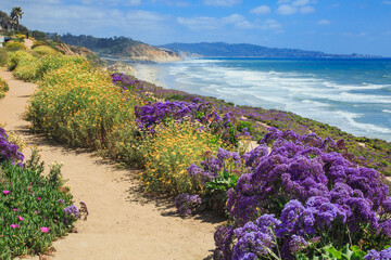 Stunning Super Bloom of Wildflowers Along the Sea Cliff Coastal Trail in Del Mar, north of San Diego in Southern California	