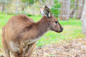 オーストラリアのカンガルー