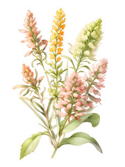 Heath Watercolor Flower Nature Art