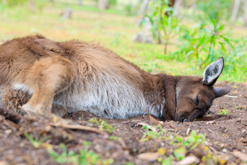 寝そべってリラックスするカンガルー