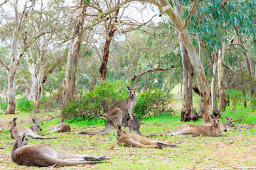 リラックスするたくさんのカンガルーたちと子どもを抱える母親カンガルー