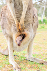 親の袋から顔を出すカンガルーの赤ちゃん