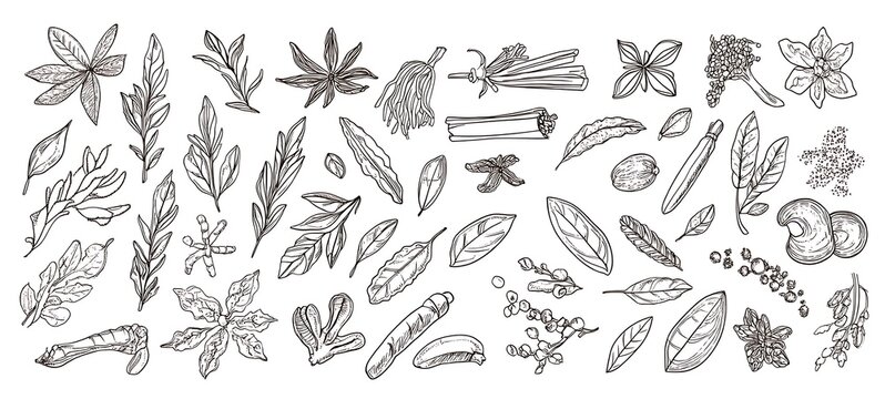 Set of various spices. Line art. White background