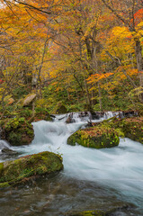 autumn forest stream