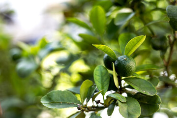 Lime Fruit On The Tree