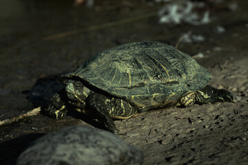 green turtle near lake shore of park
