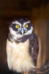Perched Owl Bright Eyes Staring Wise
