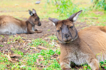 Fototapeta premium 寝そべってリラックスするカンガルー