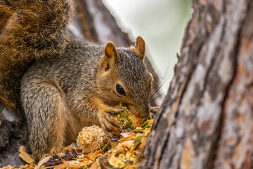 Eastern Fox Squirrel (Sciurus niger) sitting on a tree and eats a pine cone.