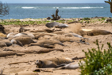 Colony of elephant seals resting on the beach, Año Nuevo State Park, California