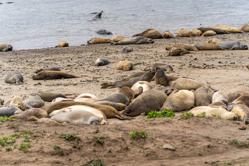 Colony of elephant seals resting on the beach, Año Nuevo State Park, California