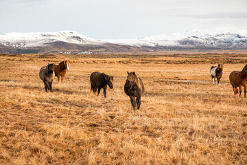 Herd of horses in a field with mountains