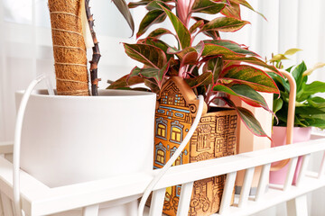 A houseplant with variegated leaves on white wooden shelf with auto irrigation. Self watering system for house gardening