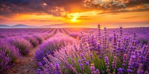 Obraz premium Lavender Field Bathed in Warm Sunset Hues, a Serene Landscape of Purple Blooms and Golden Rays
