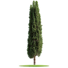 A cypress tree with a narrow shape isolated on a transparent background