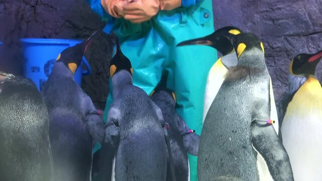 Closeup shot of the flock of King penguins being fed fish by the aquarium keeper. 4K