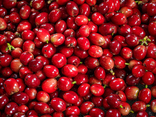 Beautiful red coffee cherries, lots of it, nature, colombian coffee in sunlight.